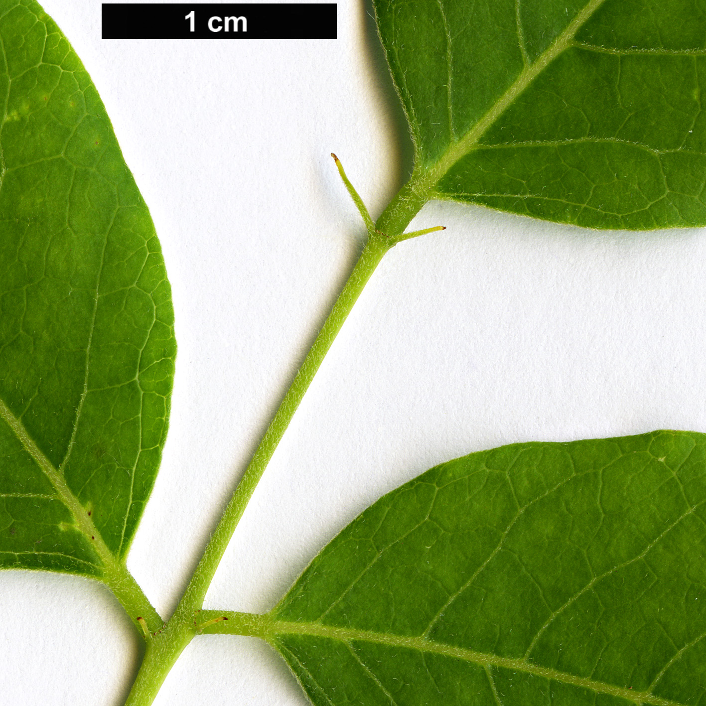 High resolution image: Family: Fabaceae - Genus: Platyosprion - Taxon: platycarpum